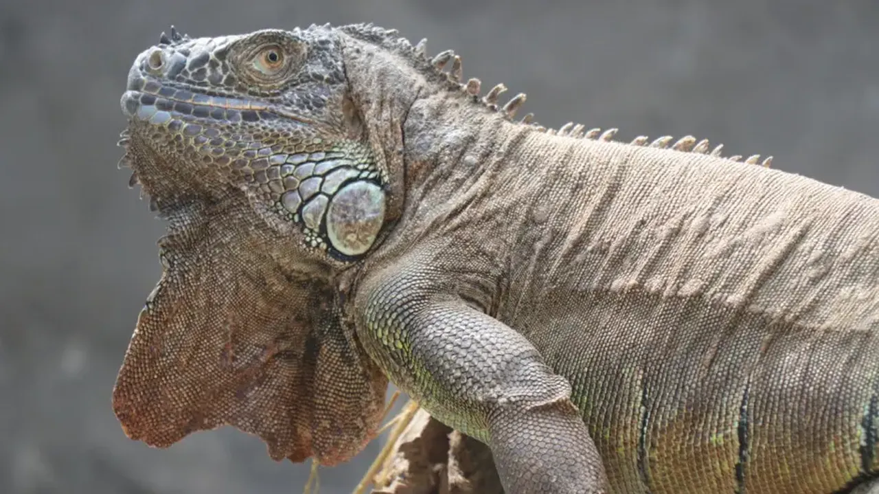 Iguana