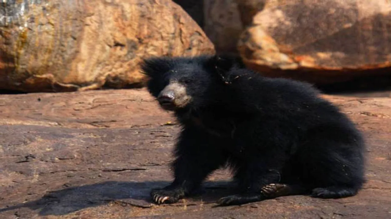 Two Killed, One Injured In Bear Attack In Odisha