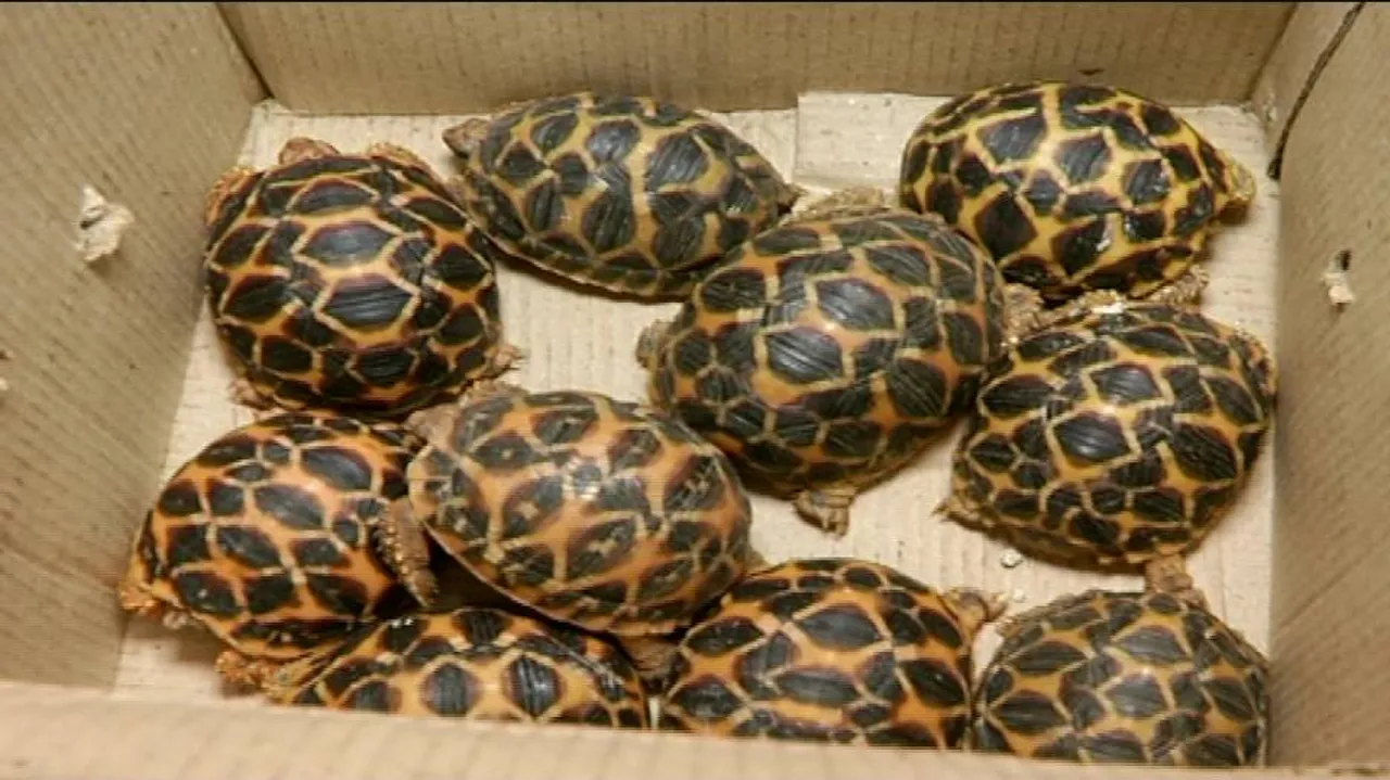 10 star tortoises seized from Saheed Nagar pet store; 2 held