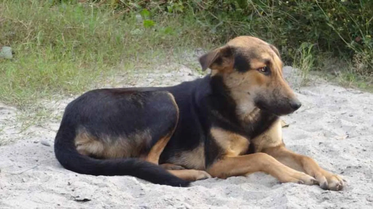 Pet Dog Dies Fighting Cobra To Save Master In Odisha
