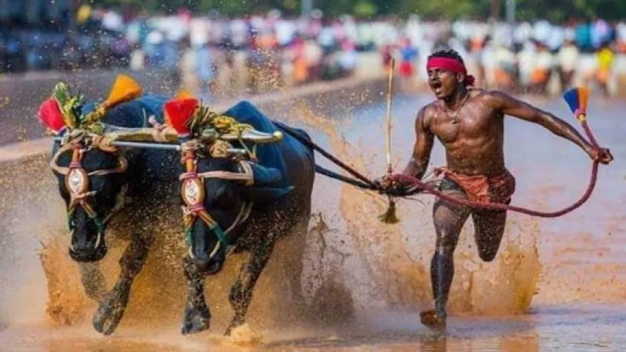 Jolt For Indian Bolt From Another Kambala Jockey