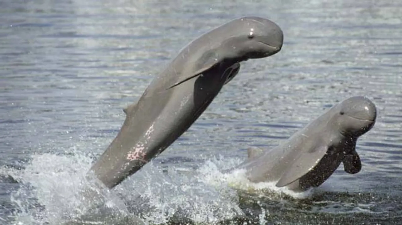 Carcass of a dolphin found at Chilika lake