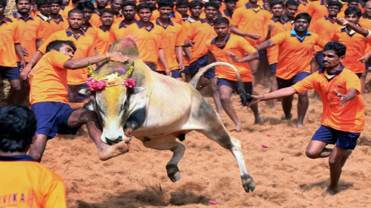‘Taking the bull by the horns’ may be disastrous