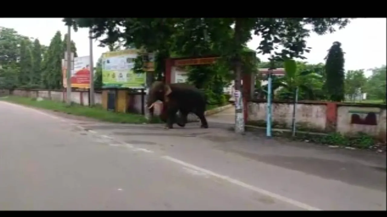 Wild elephants stray into community health centre in Odisha