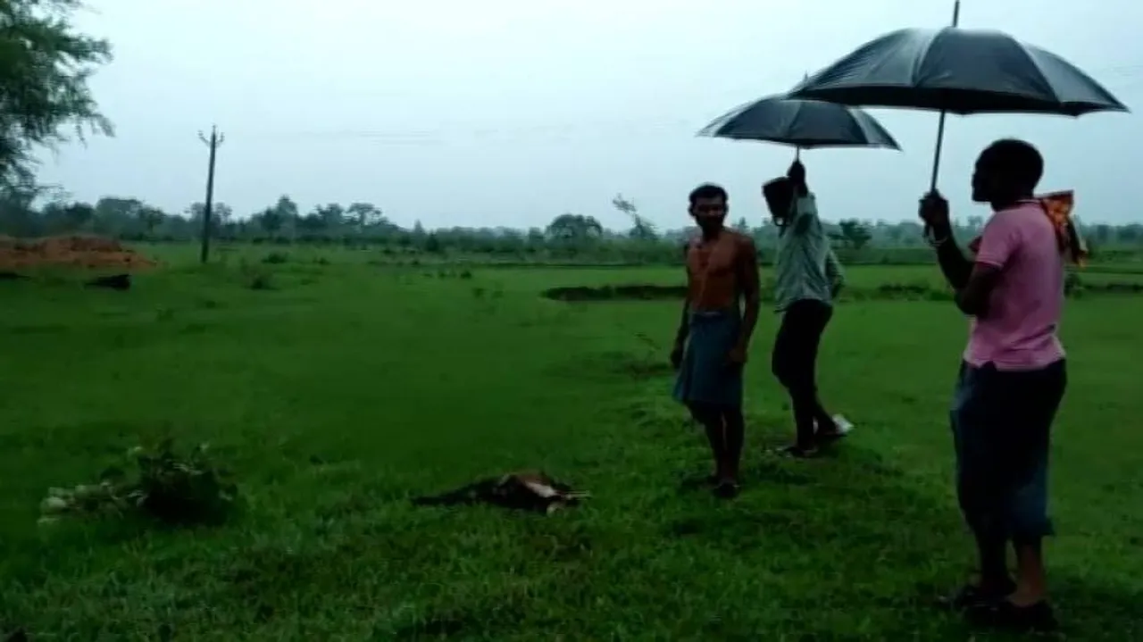 After Niali, peculiar sheep death reported in Kalahandi