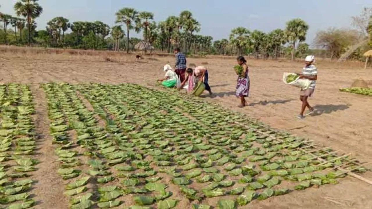 Odisha govt announces benefits amounting to Rs 87.50 crore for kendu leaf workers