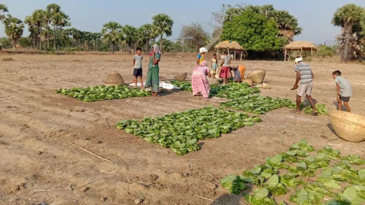 Odisha CM Announces Rs 92.37Cr Financial Assistance For Kendu Workers