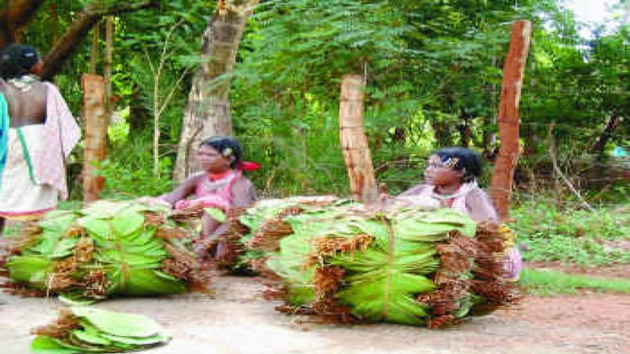 Odisha increases Kendu leaf procurement price