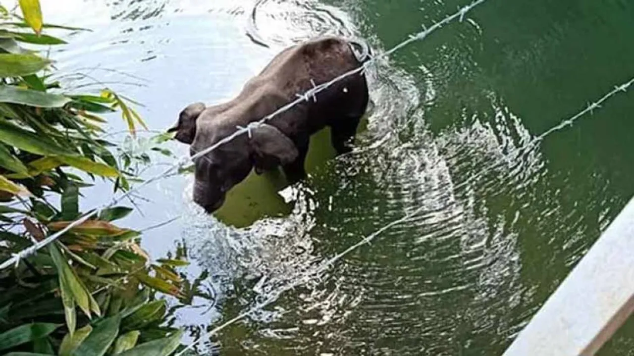Kerala Pregnant Elephant Death: Forest Dept Arrests One Person