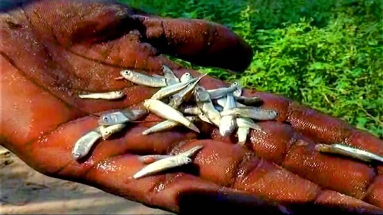 Illegal hatchling trade endangering Khainga fish of Astaranga