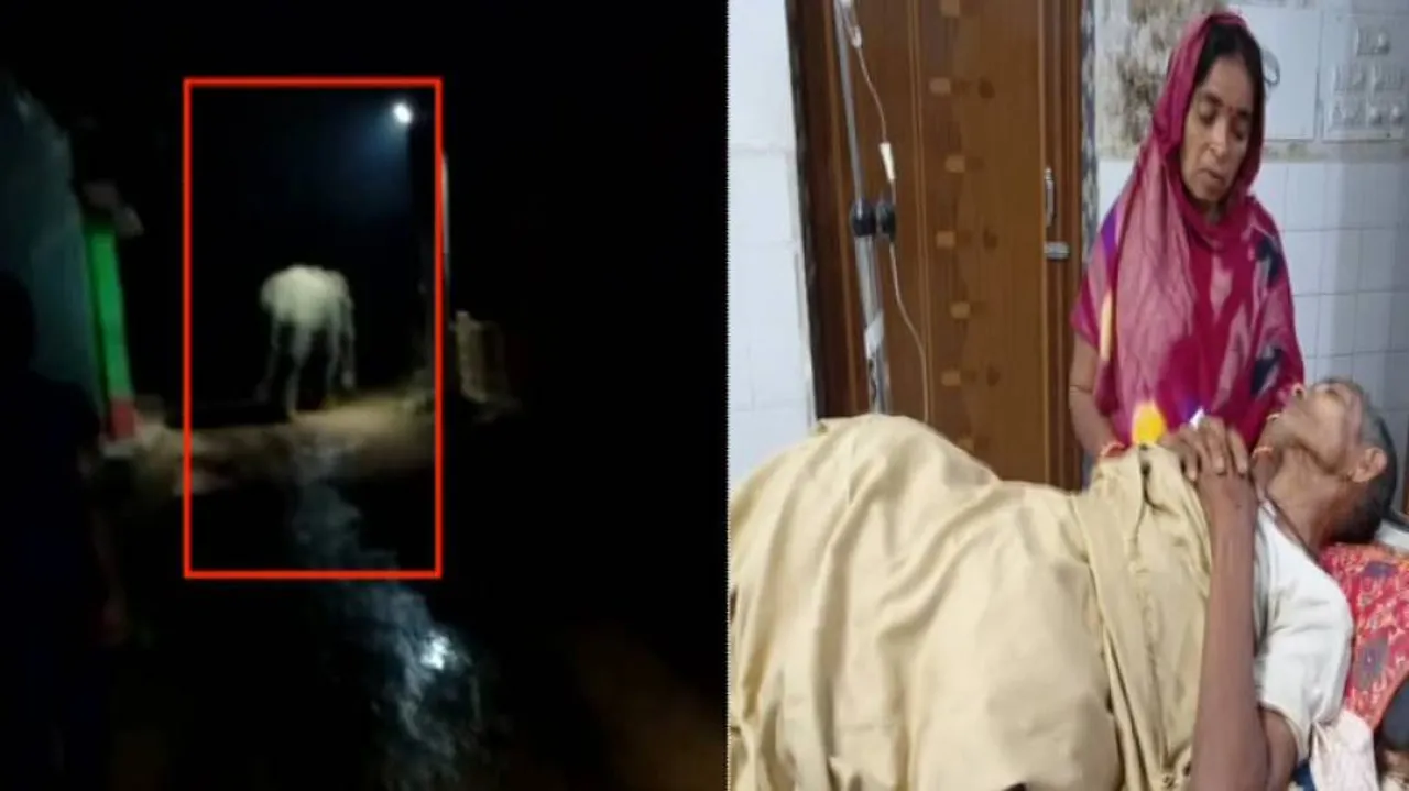 Two Killed, One Injured In Elephant Attack In Odisha