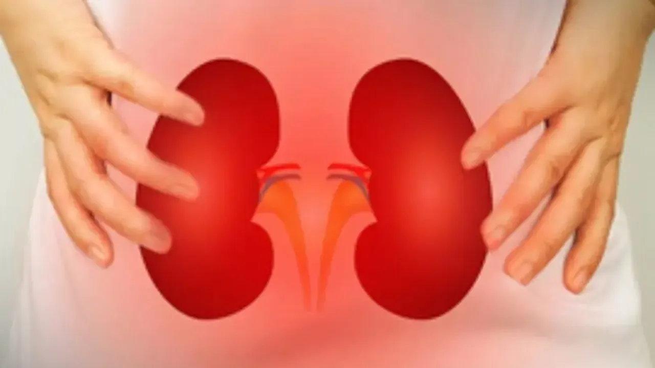 Kidneys