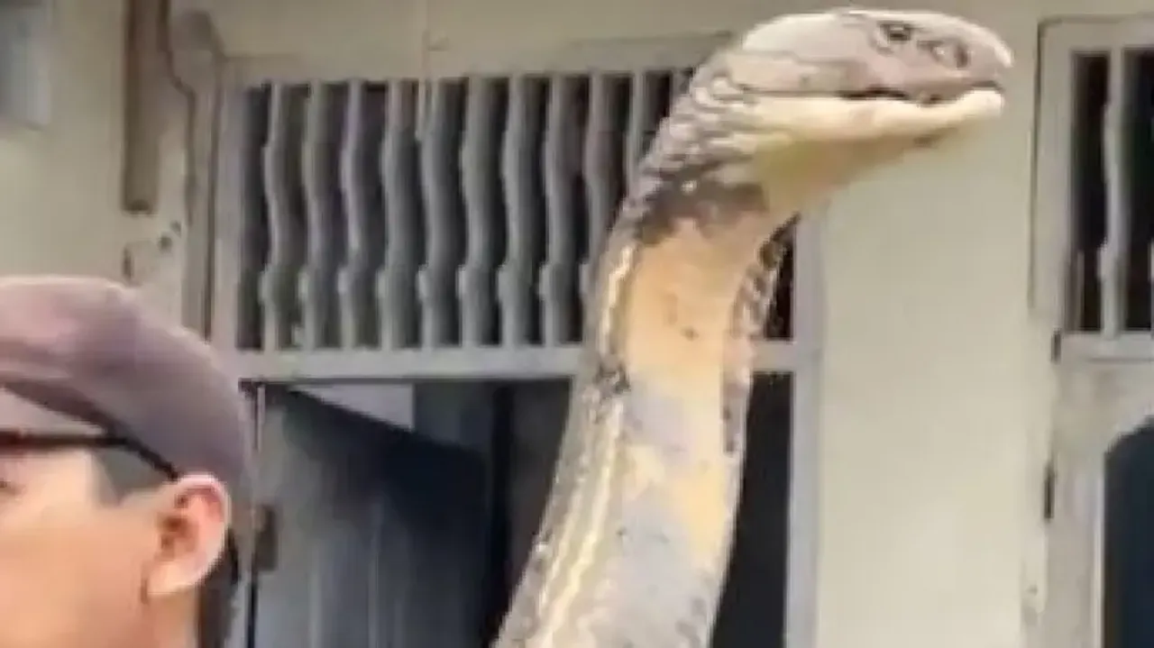 King Cobra
