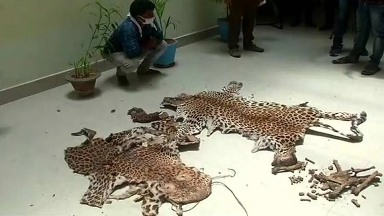 Leopard Skin Smuggling: Crime Branch STF Nabs Mastermind From Nayagarh