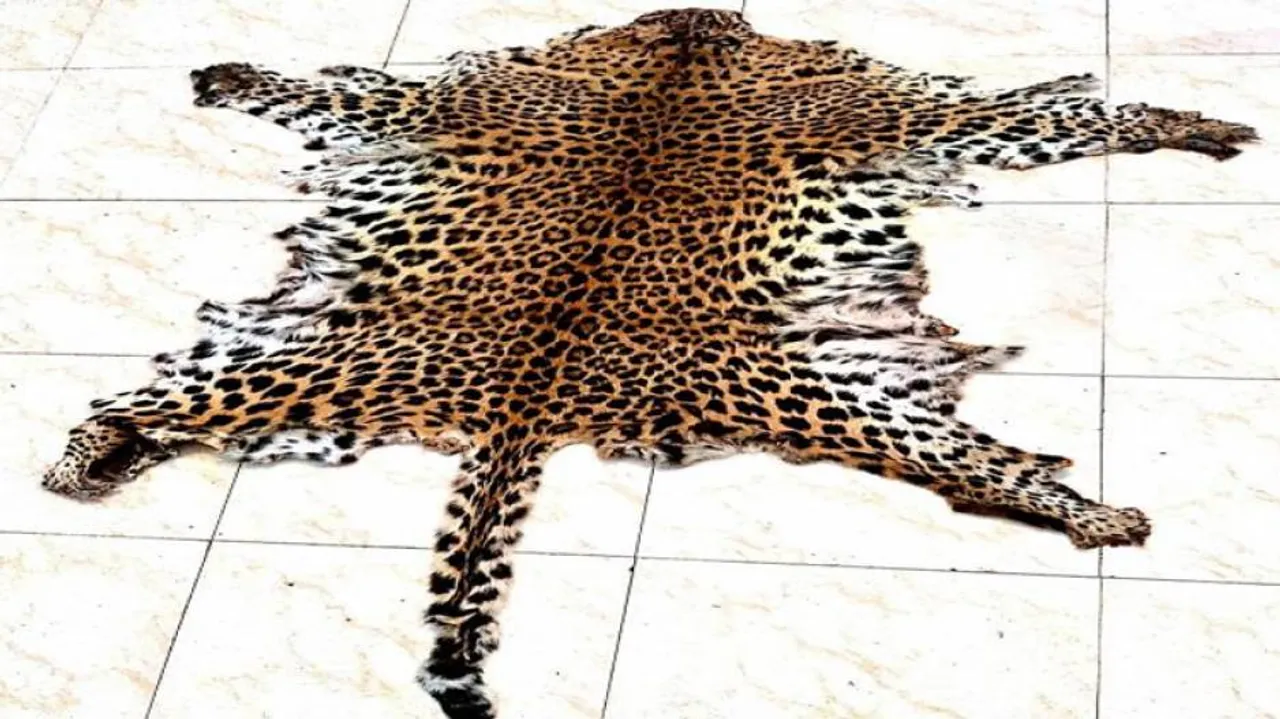 Odisha: Crime Branch STF Seizes Leopard Skin In Nuapada, 2 Arrested