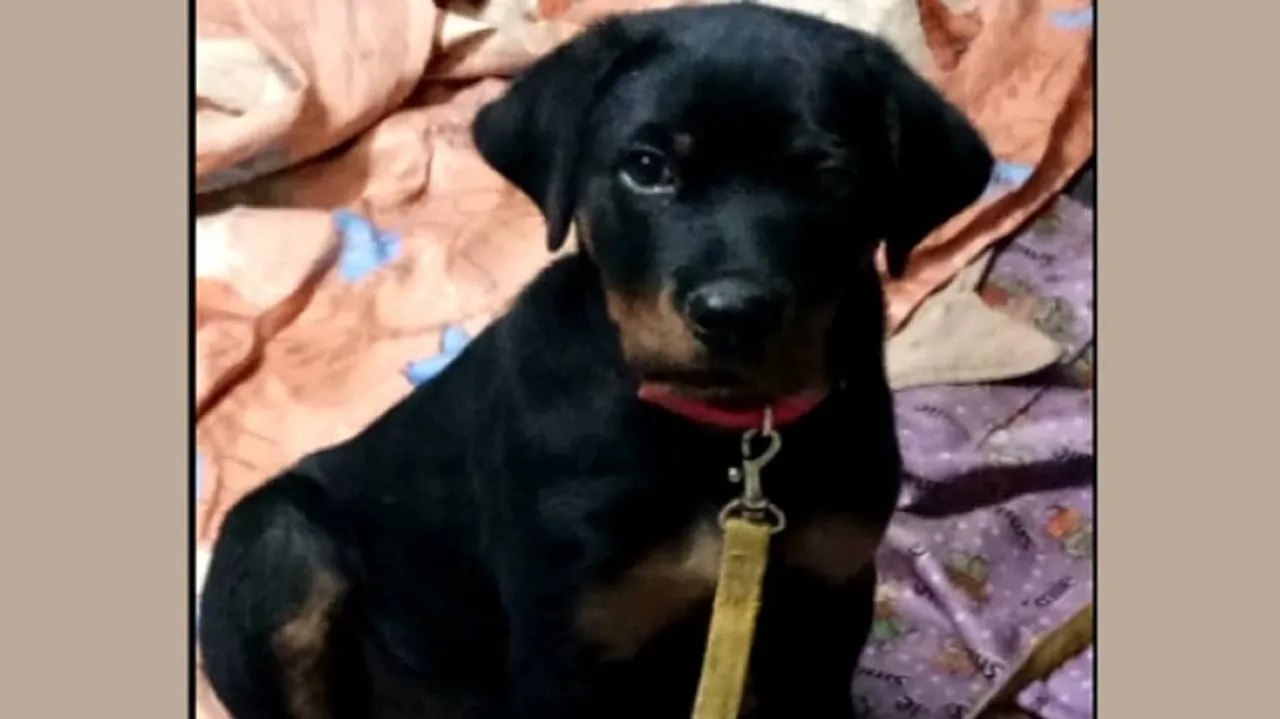Pet Dog In Odisha Kills Cobra, Saves Children Before Dying