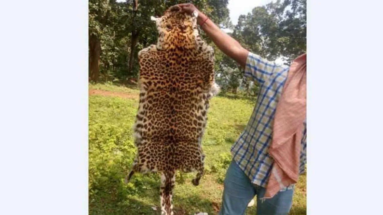 Forest Officers Seize Leopard Skin In Odisha; 6 Nabbed