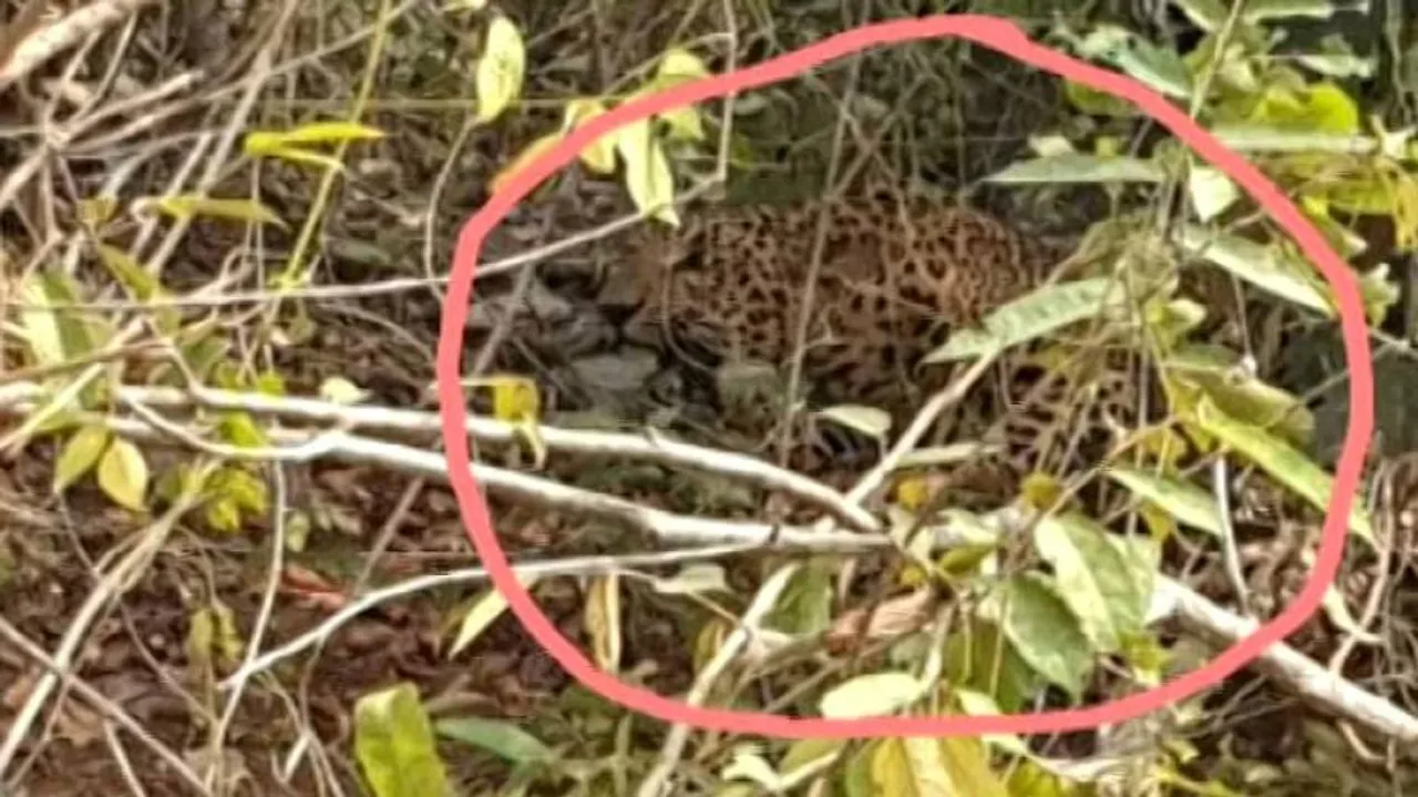 Odisha PCCF Orders Probe After Leopard Caught In Trap Dies In Ganjam