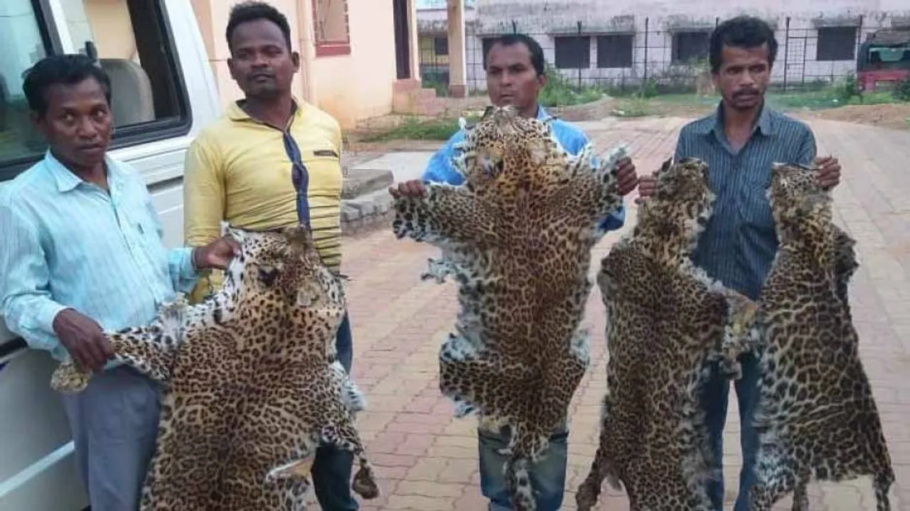 Leopard skin smuggling: Probe hints animals were shot by poachers