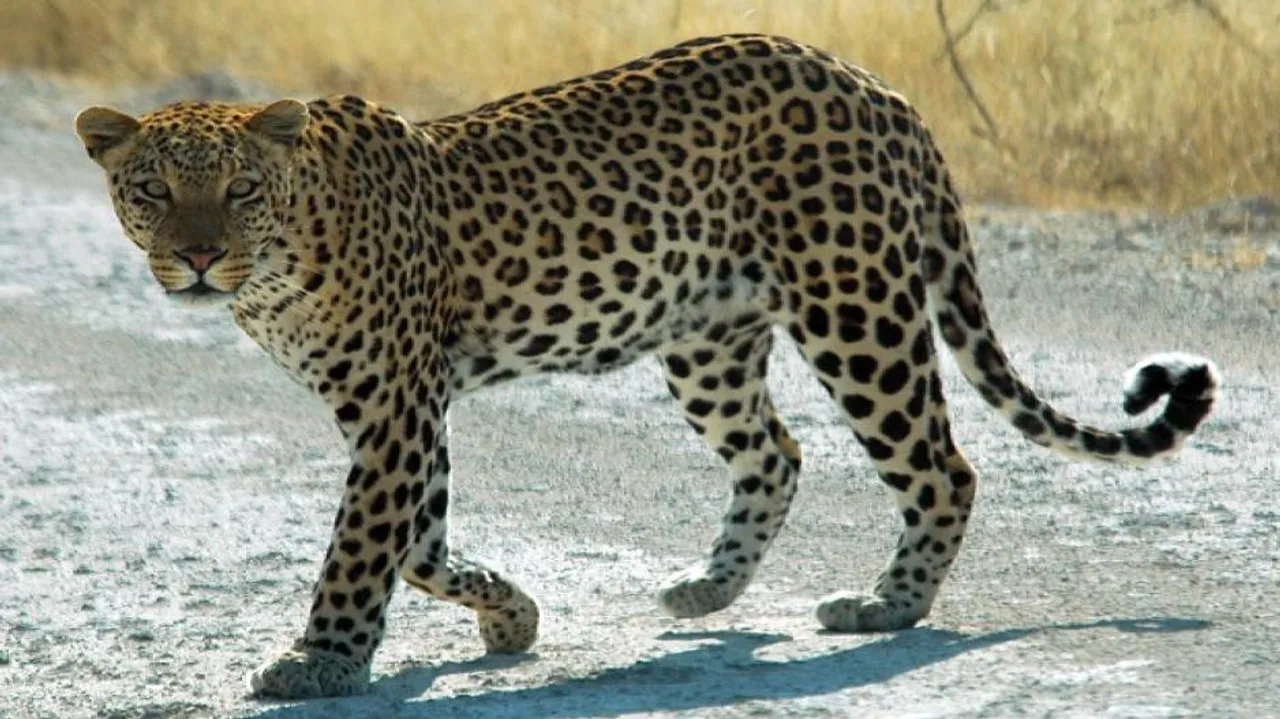 Mumbai: Leopard enters residential area, injures six