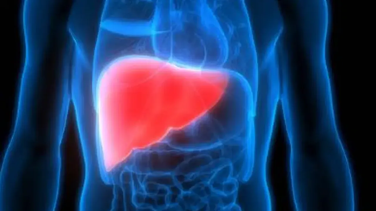 Liver