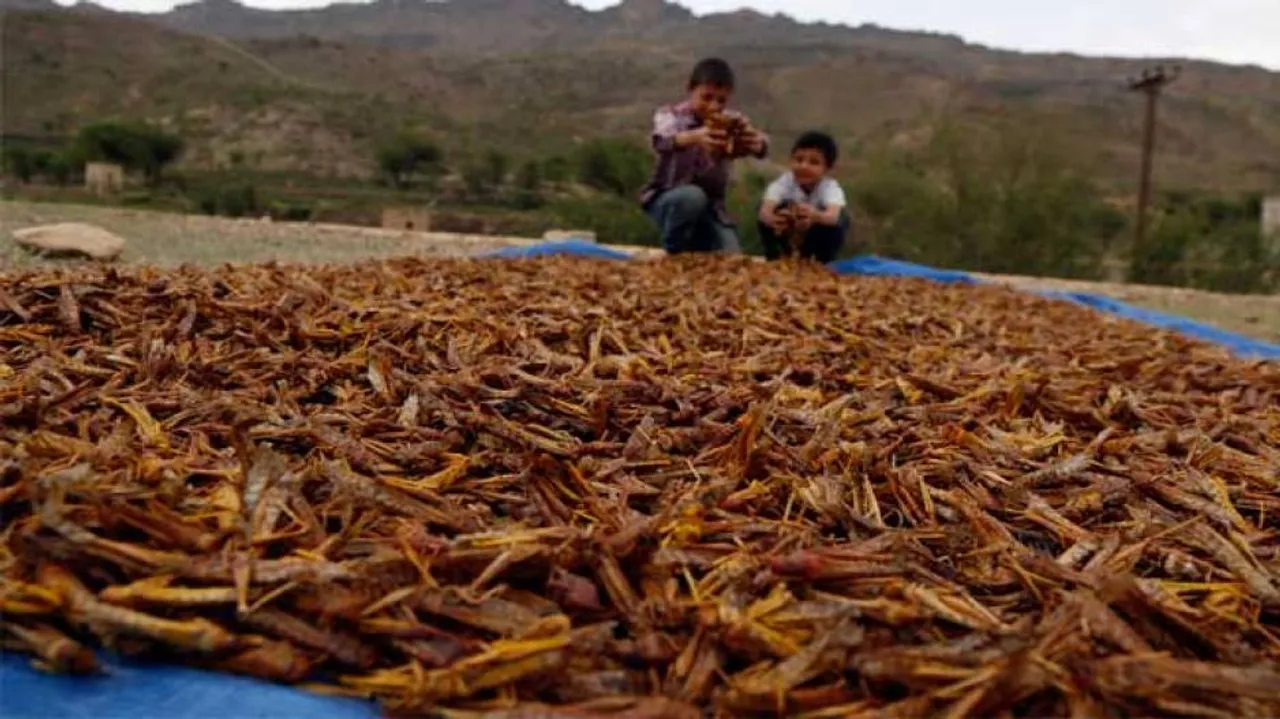 Pakistan Declares National Emergency Over Locusts