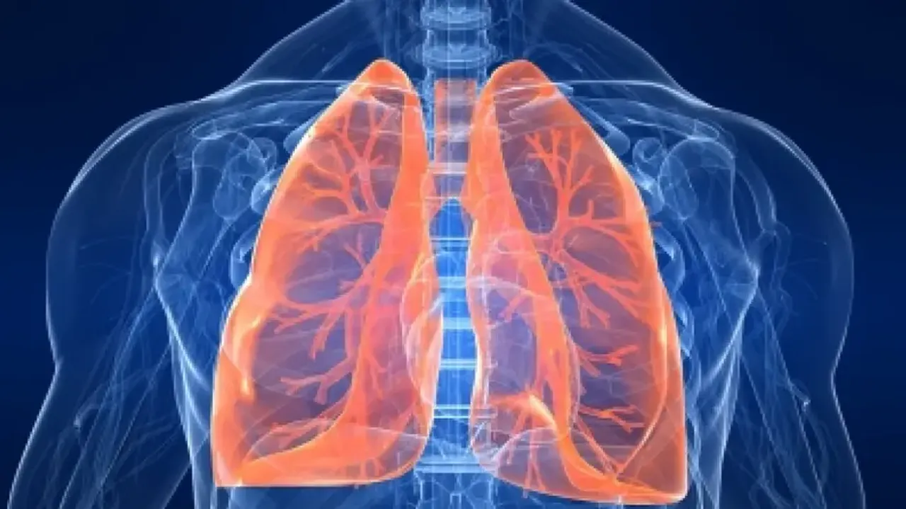 Lungs