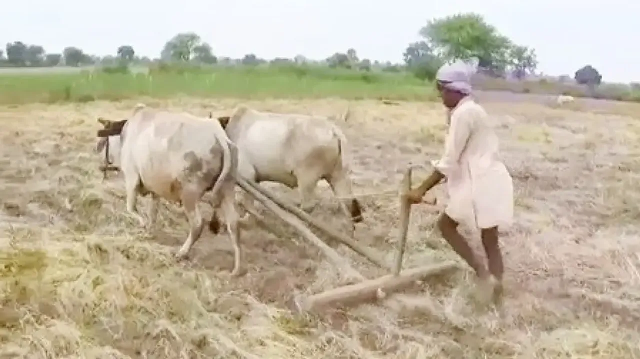 MP farmer