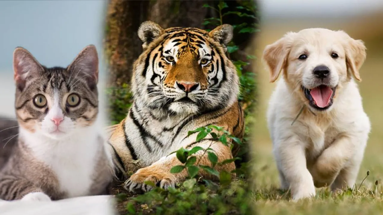 Mammals Could Be Susceptible To COVID Virus, Know Details