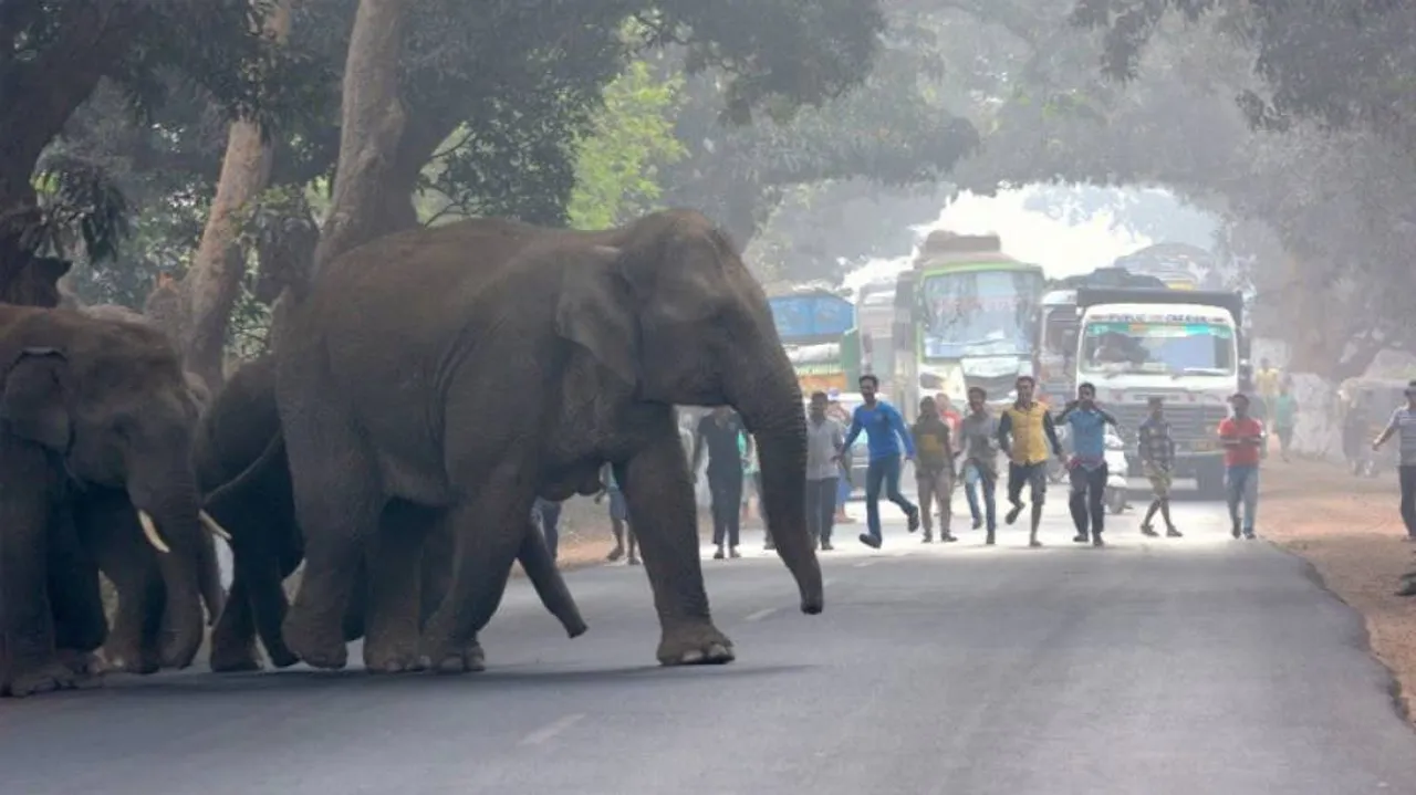 Centre Approves Advisory For Management Of Human-Wildlife Conflict