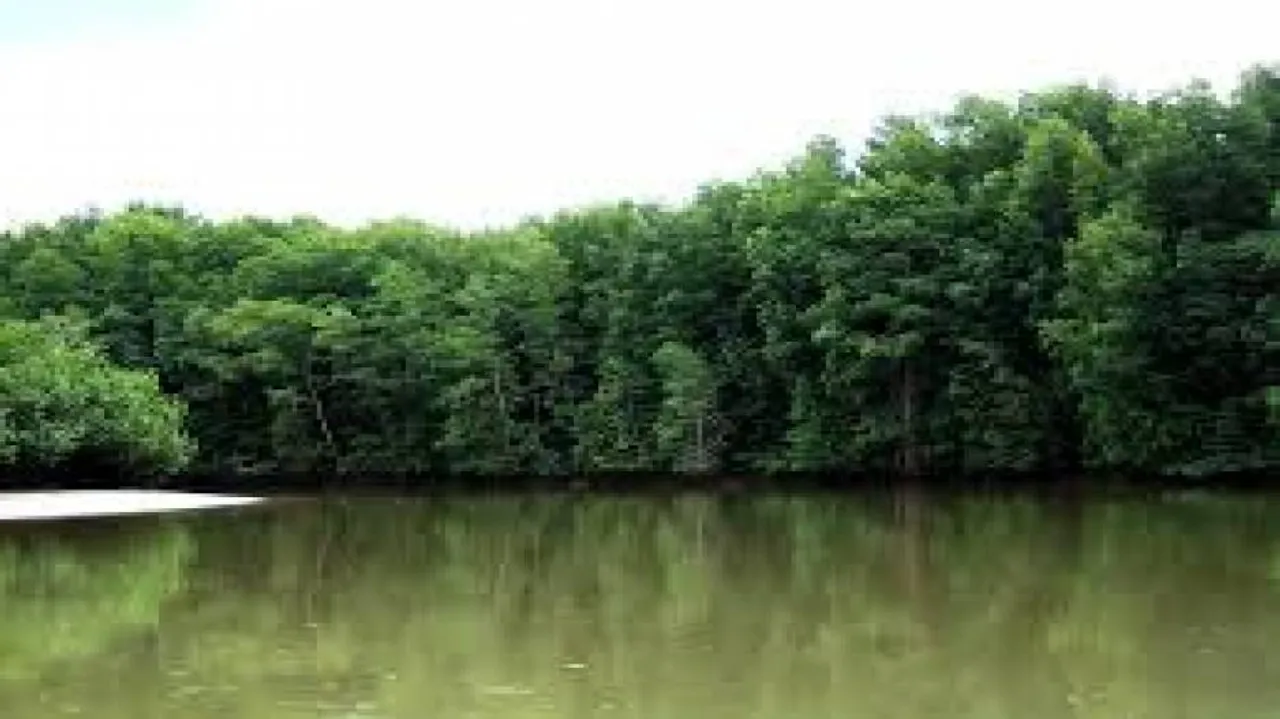 Father-son duo held for felling mangroves