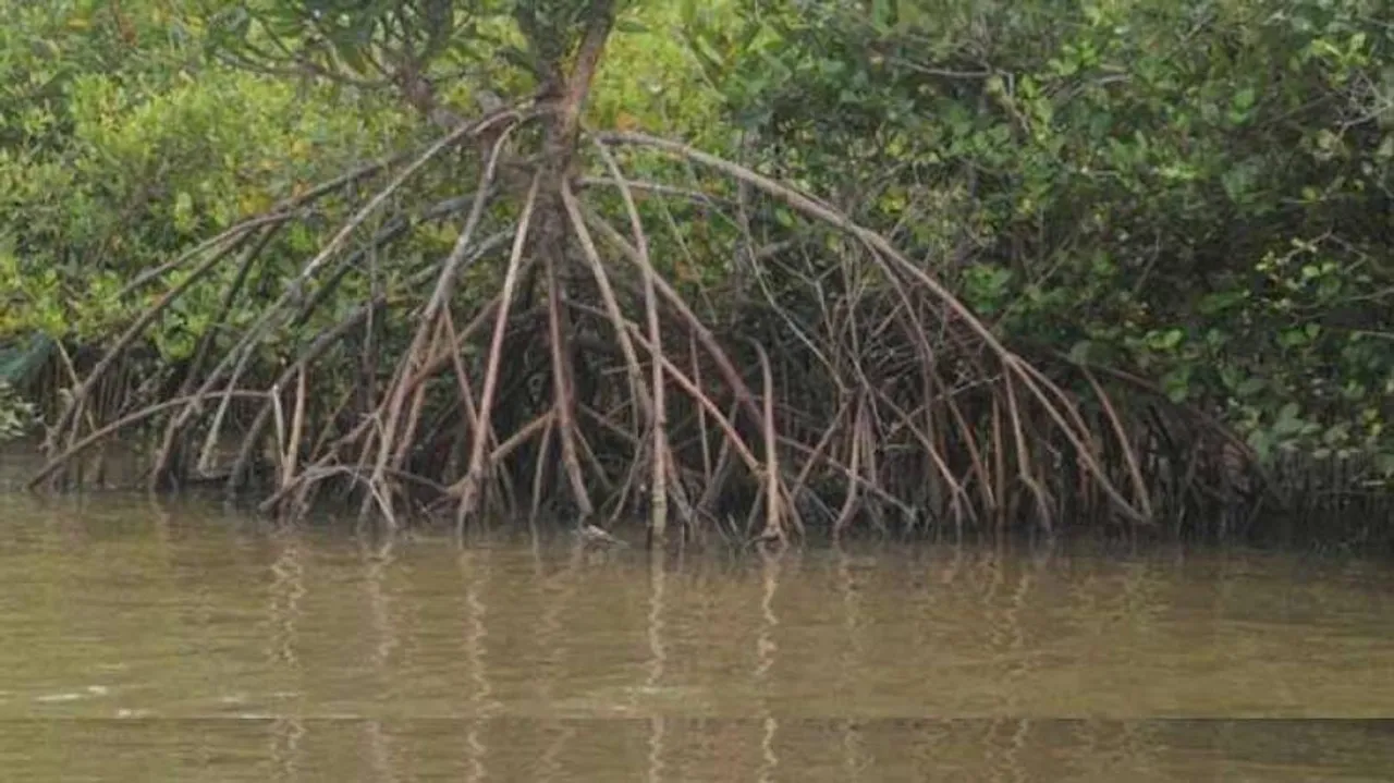 Column: Saving Mangroves