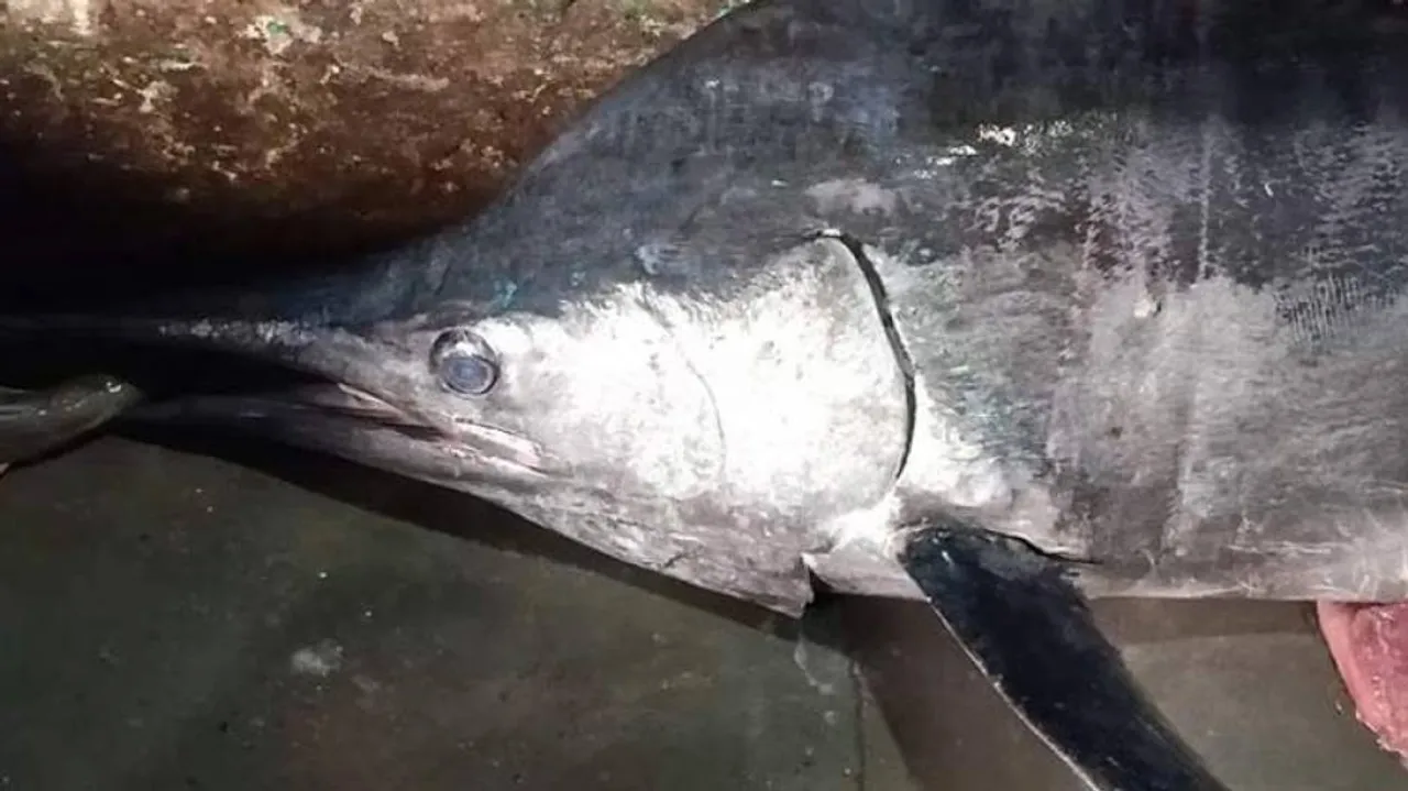 Rare Marlin Fish Weighing Around 200 Kg Caught In Paradip Sea