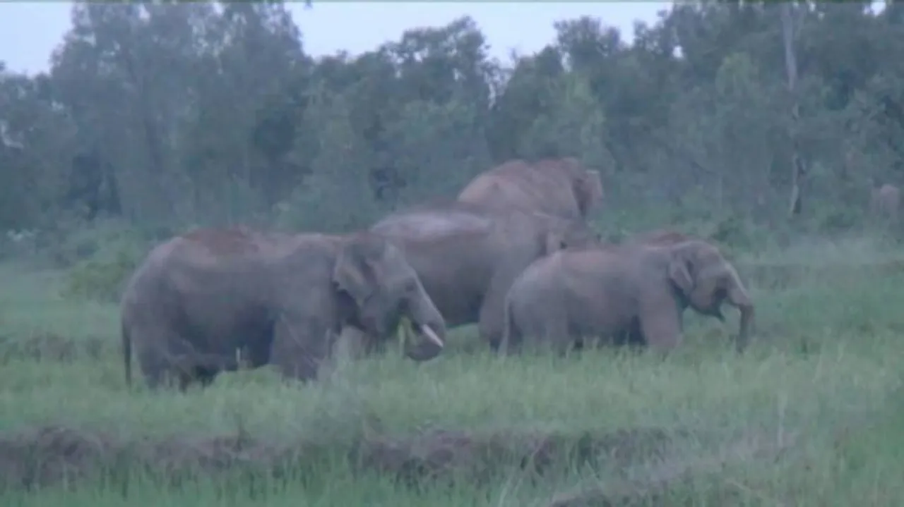 Panic grips locals after elephants romp into Keonjhar villages