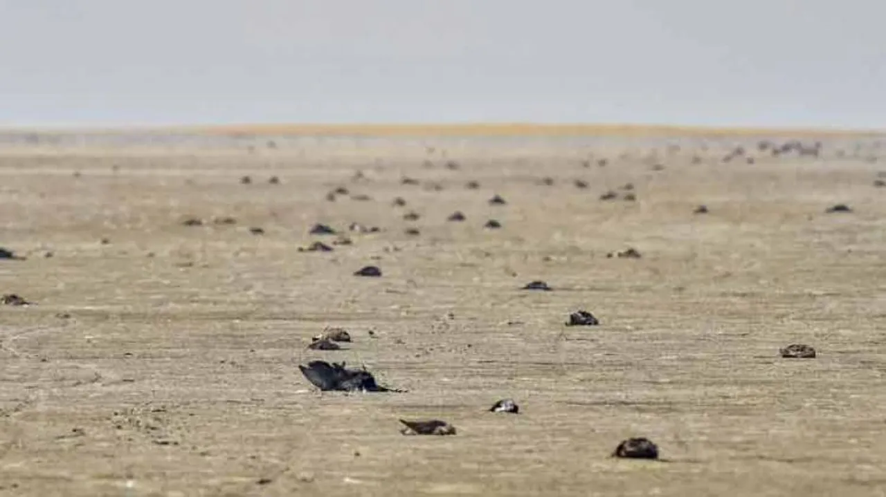 Thousands Of Migratory Birds Die Mysteriously In Rajasthan's Sambhar Lake