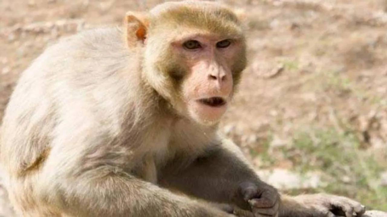 Monkey loots cash from toll plaza in UP district