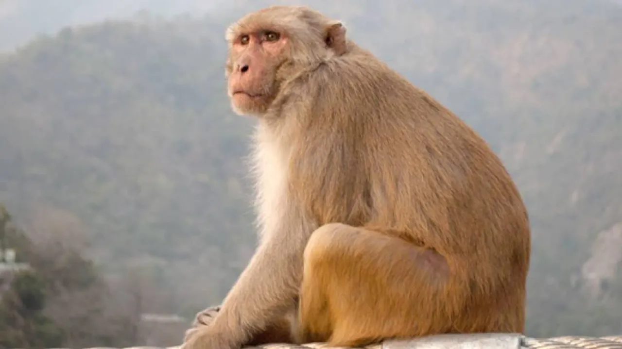Human-monkey face-off results in road blockade in Odisha