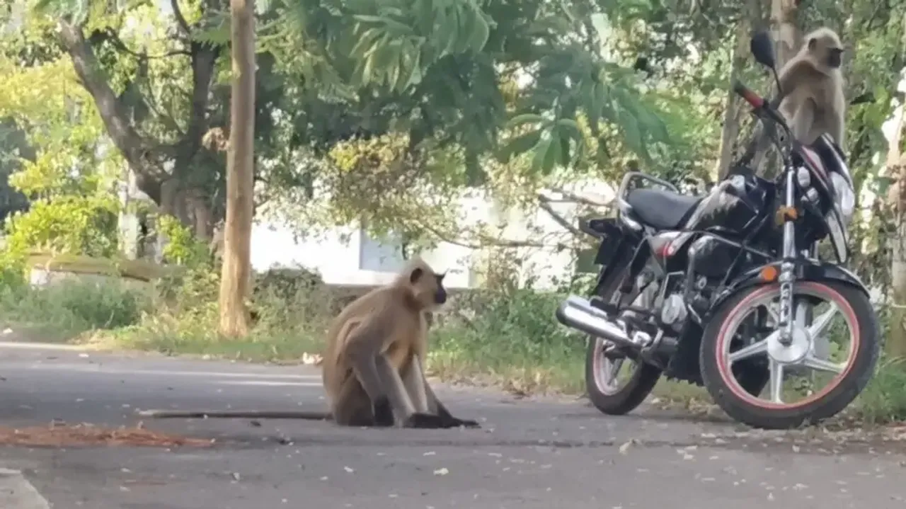 Monkeys 