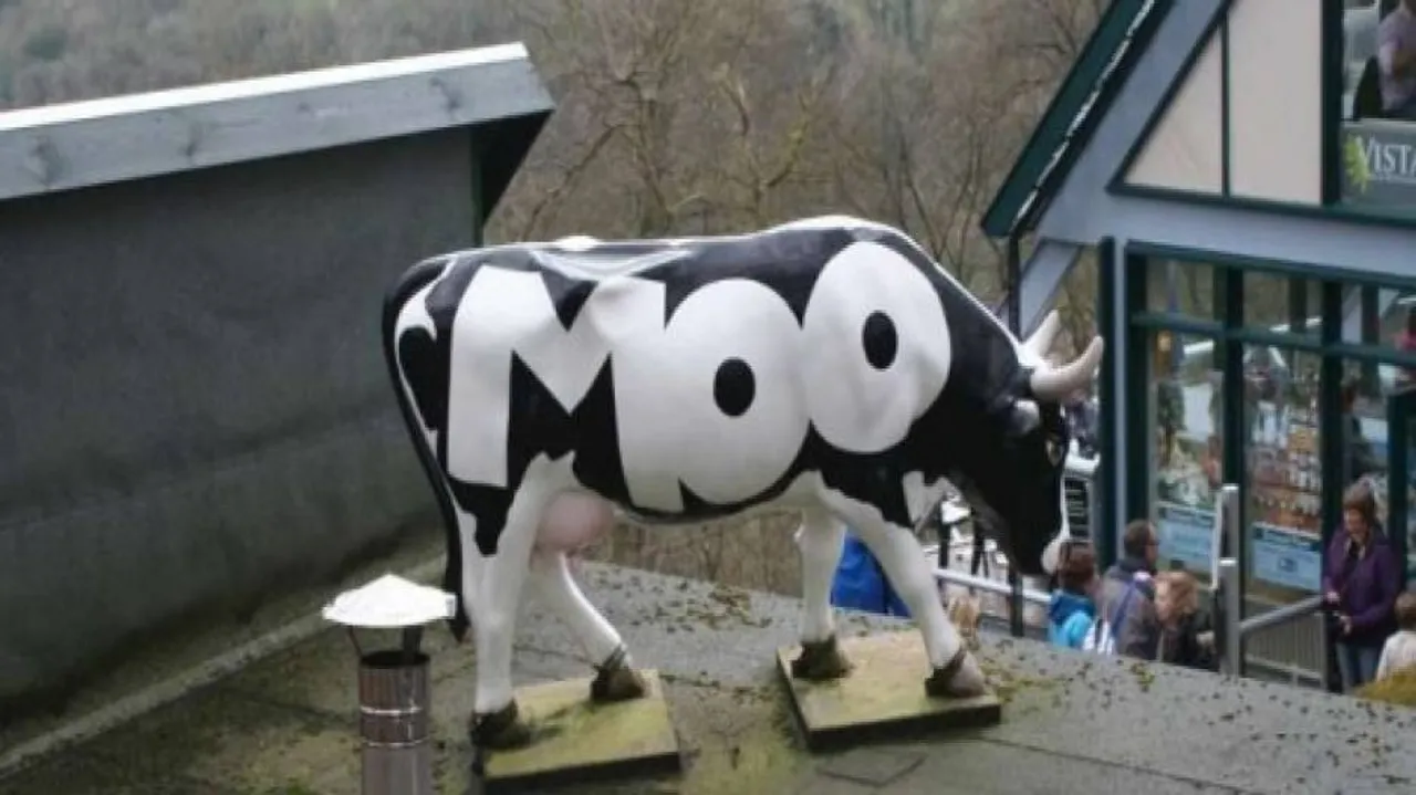 Moo-ving series of cow-on-the-run tales