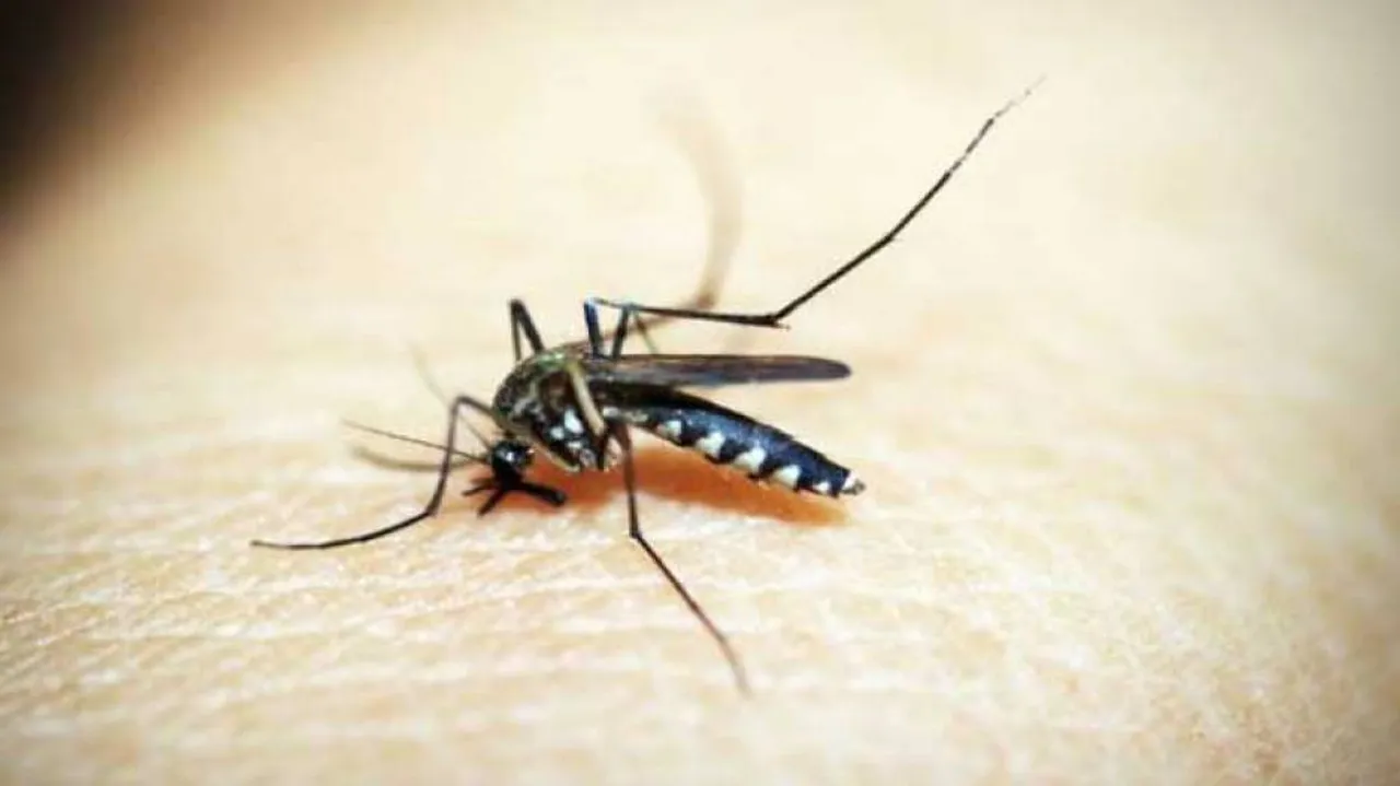 Deforestation for coffee production ups malaria risk