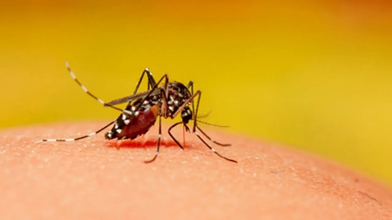 Deadly Mosquito-Borne Virus Warning In Southern Parts Of Australia