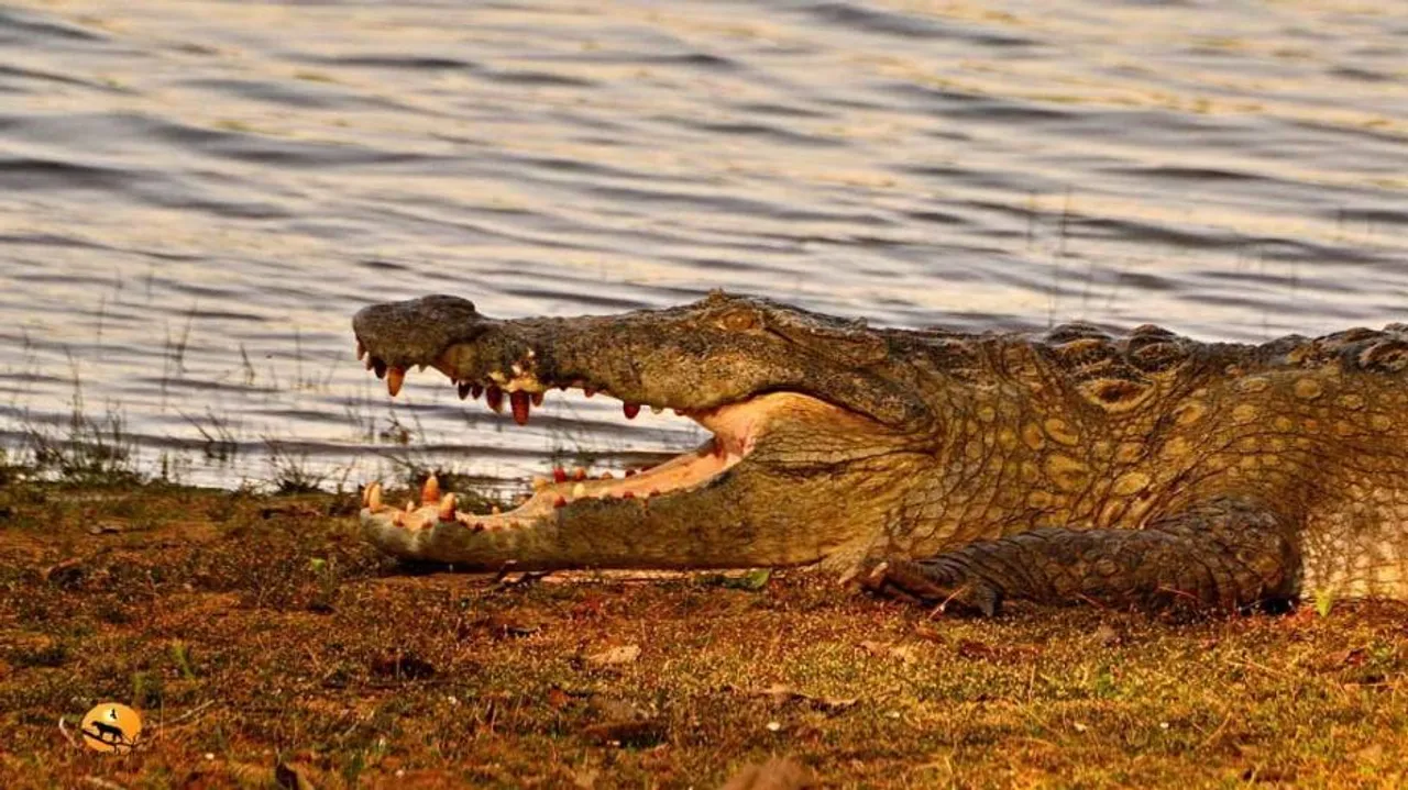 Marginal rise in population of 'mugger' in Odisha