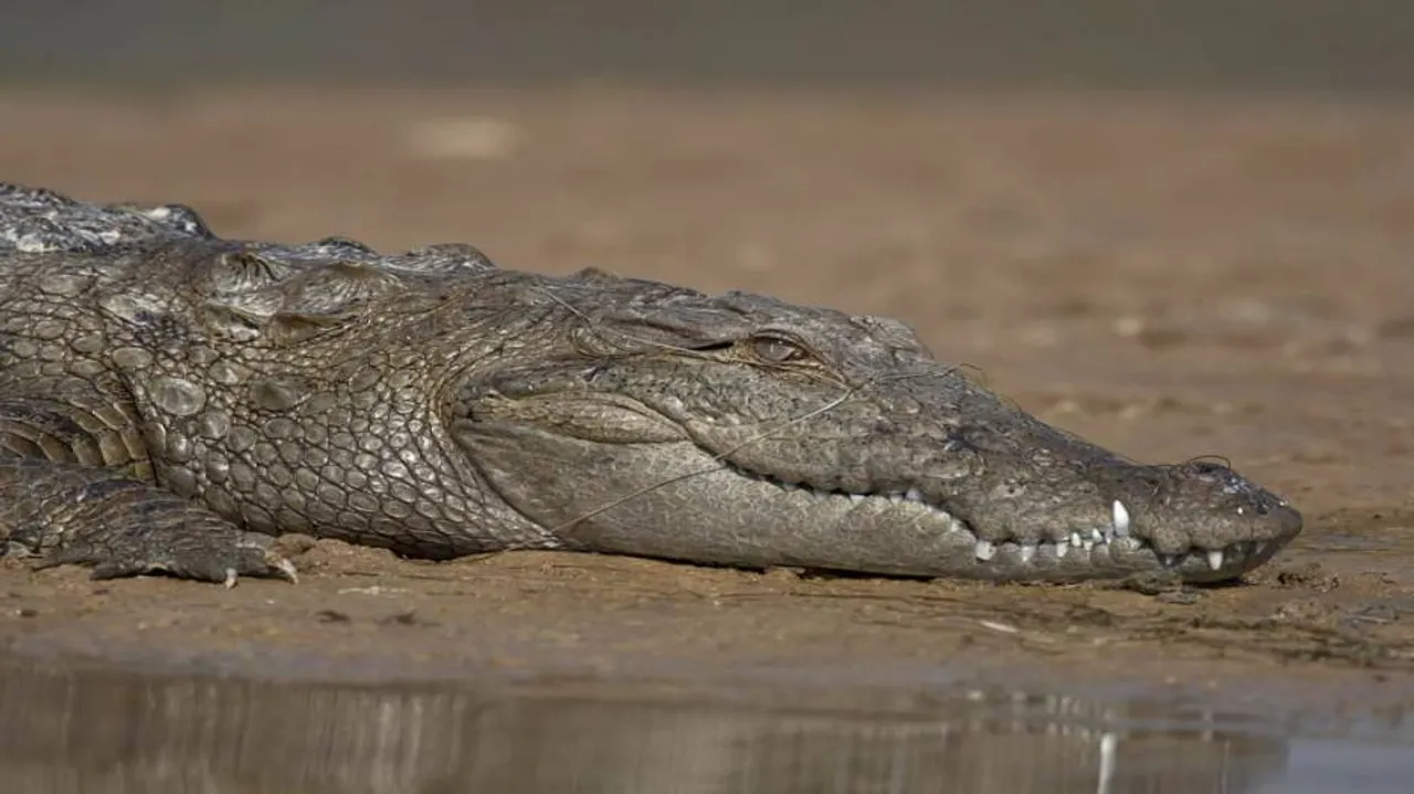 Endangered Crocodile Species' Population Increases In Odisha