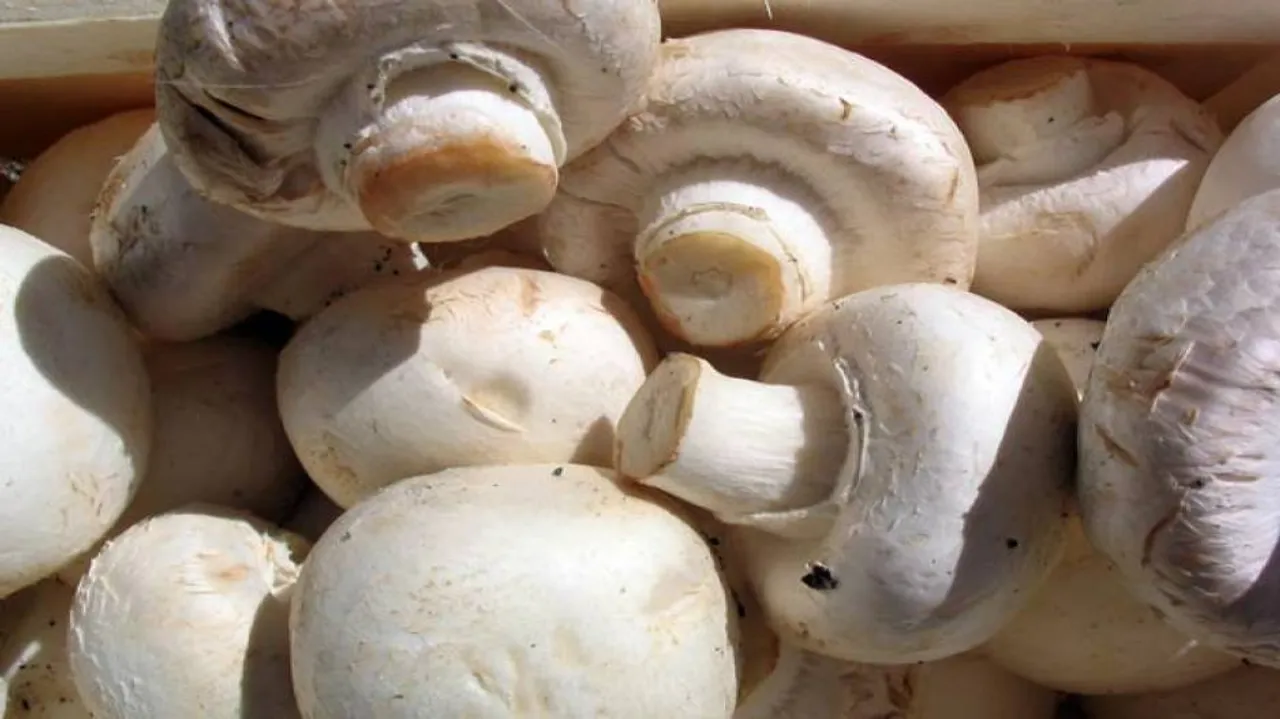 Eating mushrooms cuts prostate cancer risk: Study