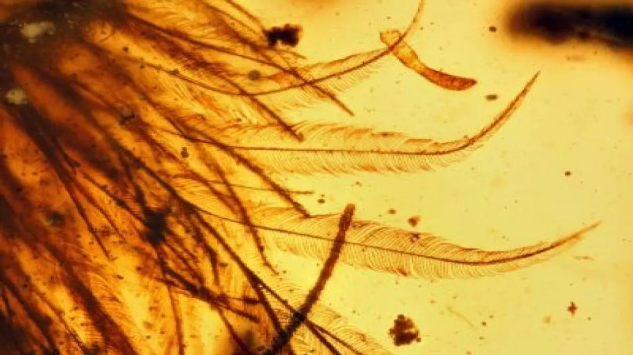 Dinosaur tail discovered trapped in Myanmar amber