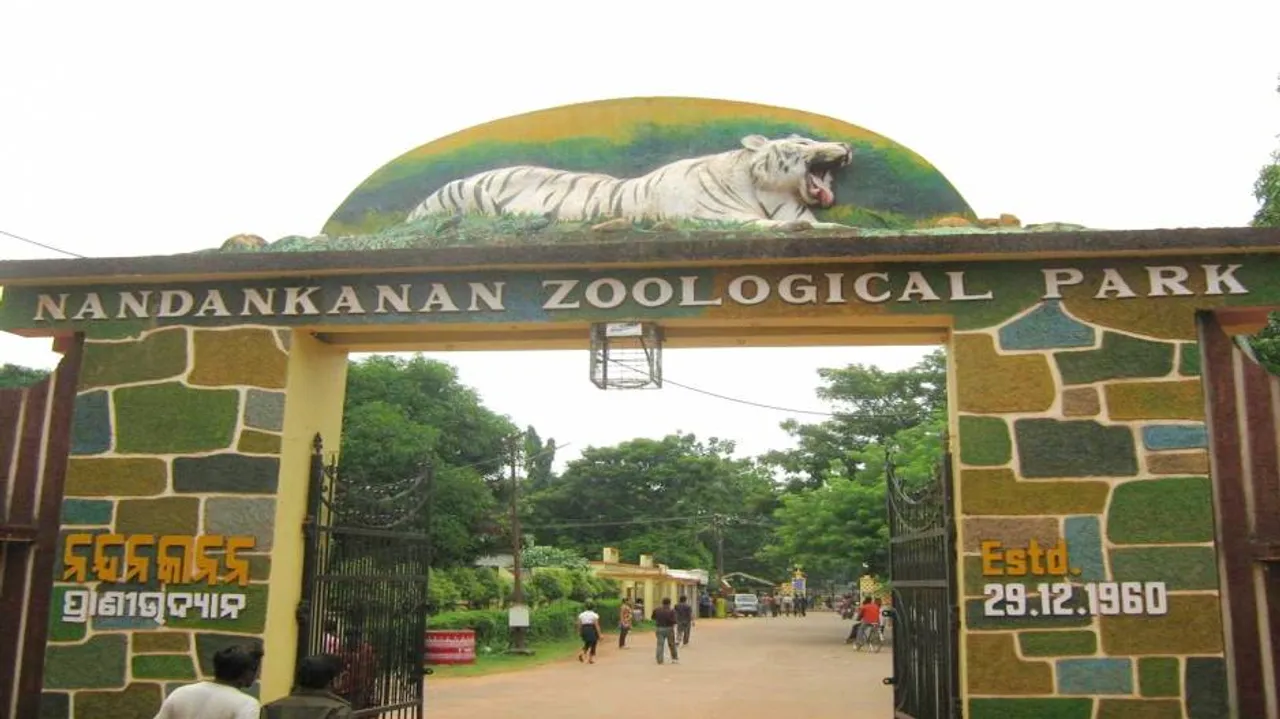 After death of 'Joy', Nandankanan seeks another giraffe from Alipore zoo