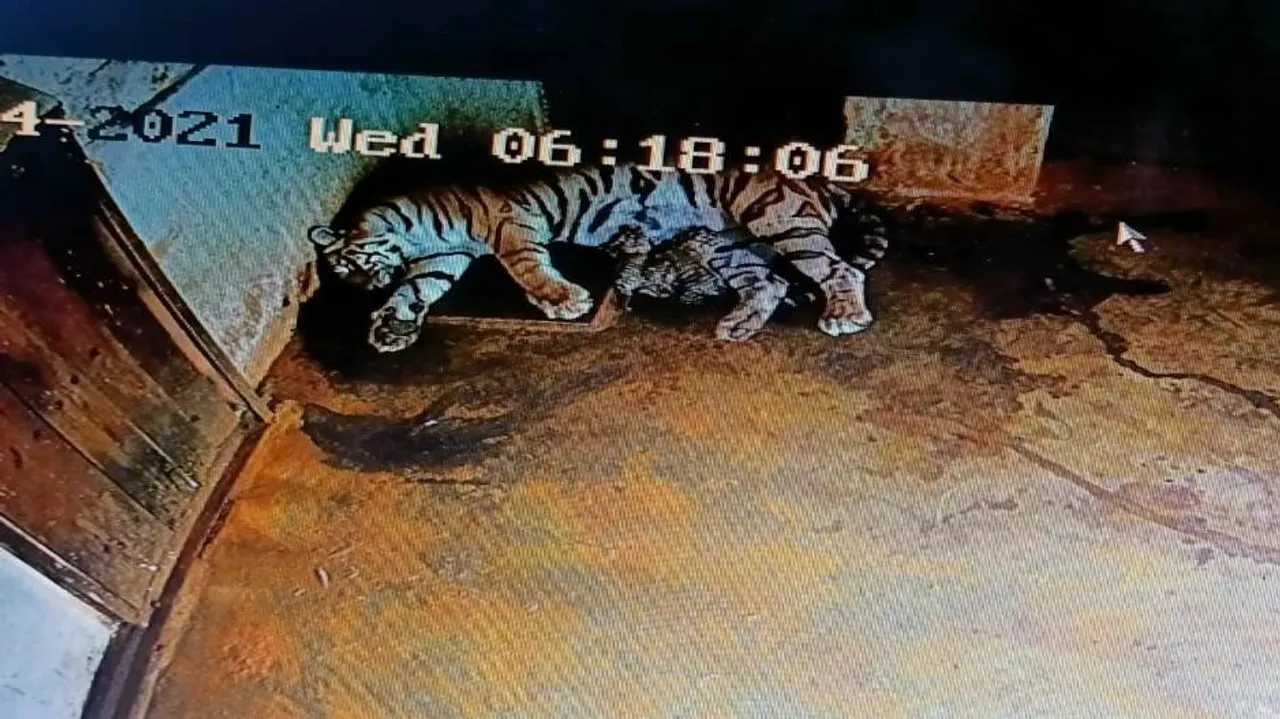 Nandankanan Tiger Population Rises To 30 As Tigress Megha Blessed With 3 Cubs