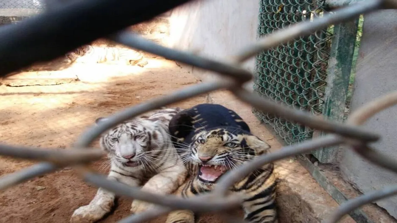 Bahubali in Nandankanan:  1 of 7 tiger cubs named after Magnum opus
