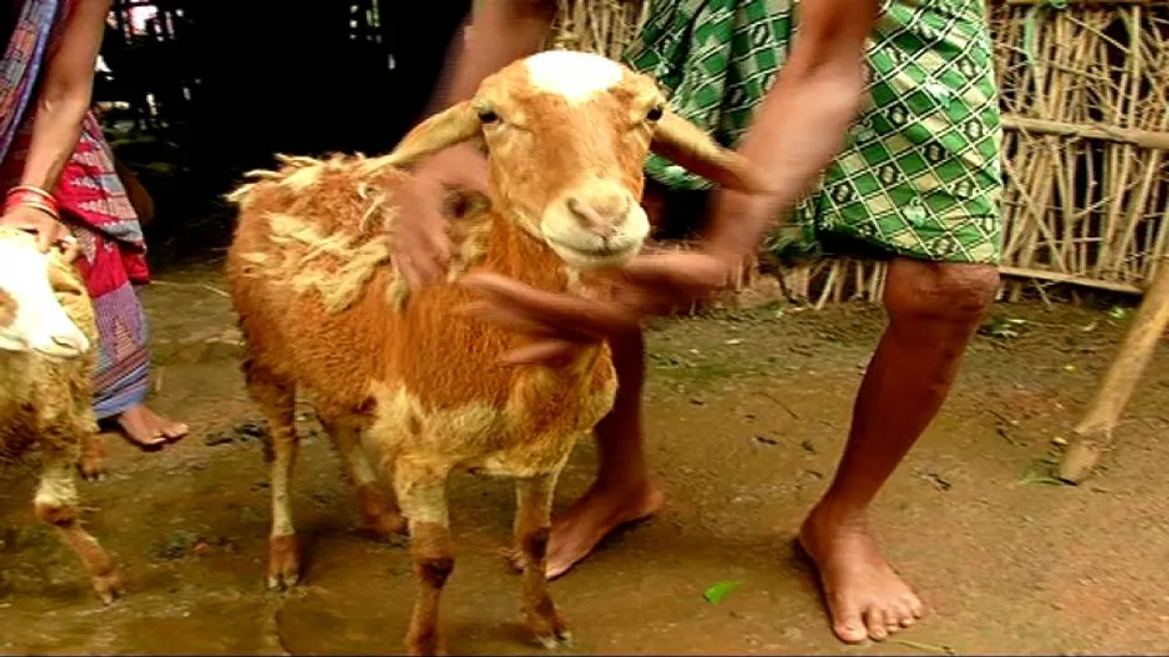 Panic-stricken Niali farmers keeping livestock inside homes
