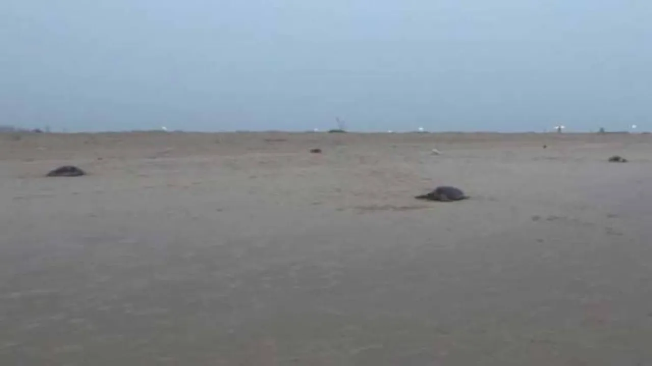 Mass Olive Ridley Deaths In Odisha Beach Sparks Concern
